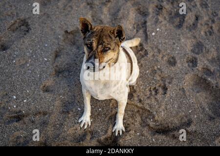 Hund sitzt auf Sand am Strand Stockfoto