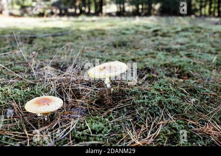 Giftiger und halluzinogener Pilz Fliegen Sie agarisch in Nadeln und Blättern auf Herbstwald Hintergrund. Amanita Muscaria, giftiger Pilz Stockfoto