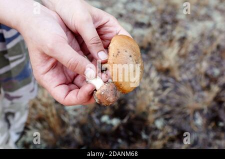 Die weibliche Hand hält einen im Wald gesammelten Pilz. Sammeln von Wildpilzen im Herbstwald Stockfoto