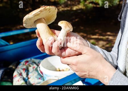 Die weibliche Hand hält einen im Wald gesammelten Pilz. Sammeln von Wildpilzen im Herbstwald. Stockfoto