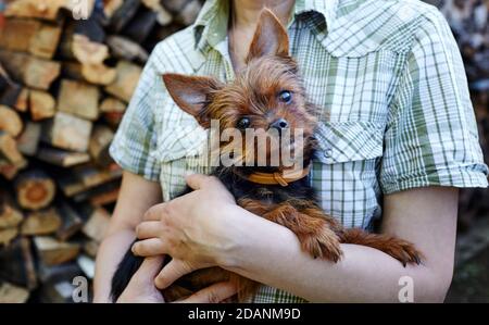 Frau mit yorkshire Terrier Hund. Liebevoller Hund in den Armen seines Besitzers im Freien. Konzept der Pflege für ein Haustier und Tier Adoption. Stockfoto