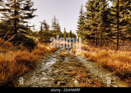 Weg im Herbstwald. Wanderweg, kreative Outdoor-Hintergrund. Stockfoto