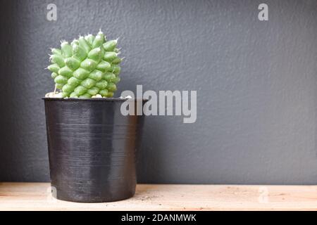 Kleine Kaktuspflanze in einem Topf auf Holztisch und dunkelgrauem Hintergrund. Platz kopieren Stockfoto