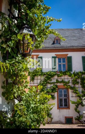 Weinrebe wächst an der Hauswand Stockfoto