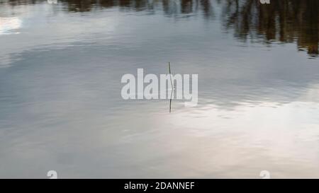 Bäume Zweige Silhouette reflektieren auf Wasser. Wellen auf dem Wasser. Einzelner Stock mit Schatten im Teich. Wolken und Sonnenlicht reflektieren sich auf Wasser. Stockfoto