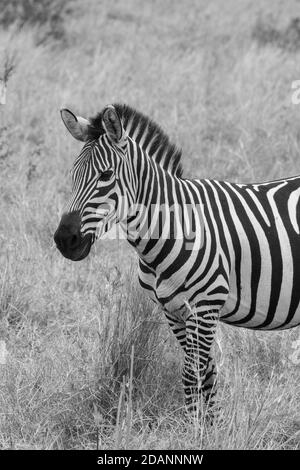 Afrika, Kenia, Northern Serengeti Plains, Maasai Mara. Flachzebra aka gemeines oder Burchell-Zebra (WILD: Equus burchellii) im Grasland-Habitat. S/W Stockfoto