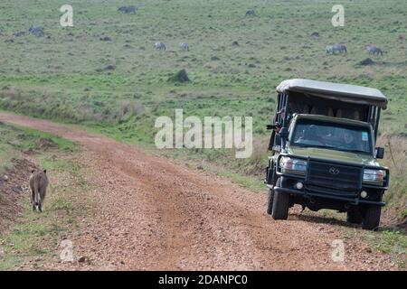 Afrika, Kenia, Northern Serengeti Plains, Maasai Mara. Löwin (WILD: Panthera leo) in der Nähe von Safari Jeep. Stockfoto
