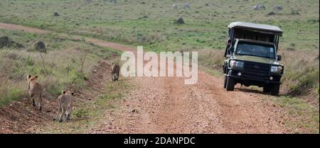 Afrika, Kenia, Northern Serengeti Plains, Maasai Mara. Löwin mit Jungen (WILD: Panthera leo) und Safari Jeep. Zebras in der Ferne. Stockfoto