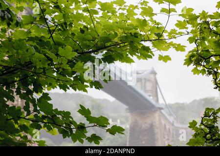 Blick durch Sycamore Baumblätter (Acer pseudoplatanus) mit Menai Hängebrücke im Nebel dahinter. Menai Bridge Anglesey North Wales Großbritannien Stockfoto