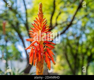 Krantz Aloe mit Bienen im Sonnenlicht Stockfoto