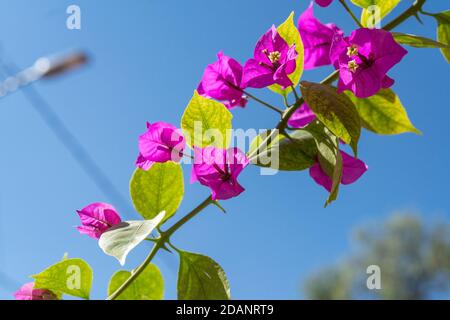 Rosa Papierblüten dicht am Himmel Stockfoto