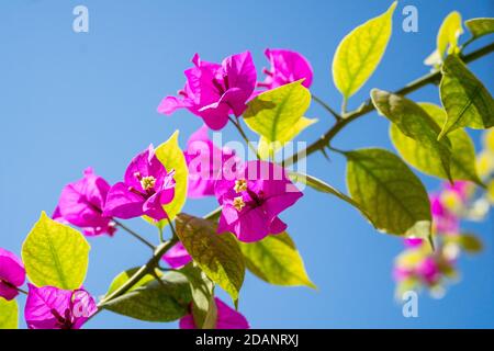 Papierblume aus der Nähe gegen den Himmel Stockfoto