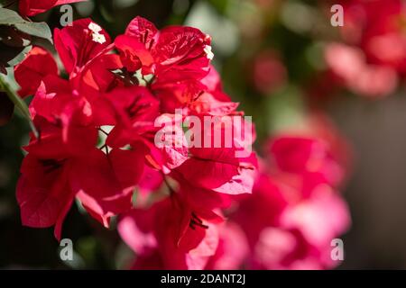 Nahaufnahme der heißen rosa Papierblume Stockfoto