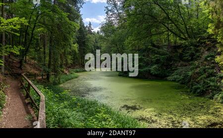 Idyllischer See im Wald mit grünen Entenkraut bedeckt Stockfoto