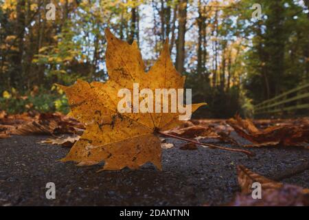 Nahaufnahme eines Herbstes Platanenblatt auf dem Boden auf einer Spur durch Wald gefallen. UK-Saison Stockfoto