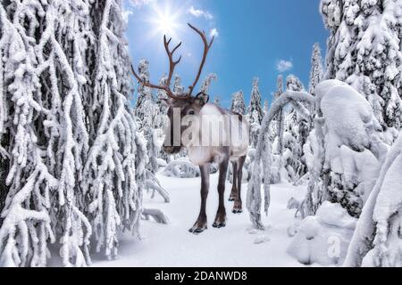 Rentiere in fabelhaftem Winterwald in Rovaniemi, Lappland, Finnland Stockfoto