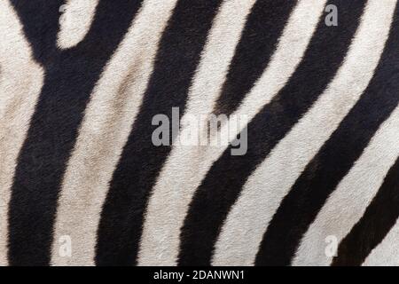 Nahaufnahme Streifen von echtem Zebra Haut. Natur Tierwelt Tier Hintergrund und Textur Konzept. Stockfoto