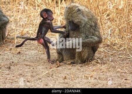 Olive Paviane, Baby Klettern auf Mutter, Bewegung, Papiocynocephalus anubis, Alte Welt Affen, Primaten, Natur, Tarangire Nationalpark, Tansania, AF Stockfoto