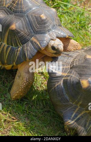 Abgestrahlte Schildkröten (Astrochelys radiata). Männchen, Erwachsene, Rivale, kämpferische Männchen. Im Begriff, gular, die beiden vordersten, plastron, laminae, zu rammen und zu verwenden Stockfoto