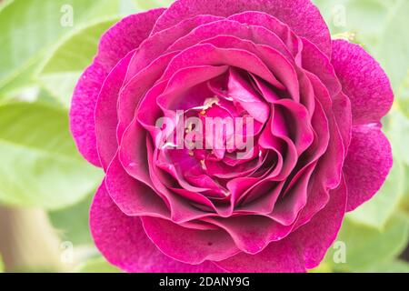 Rose Twilight Zone Stockfoto