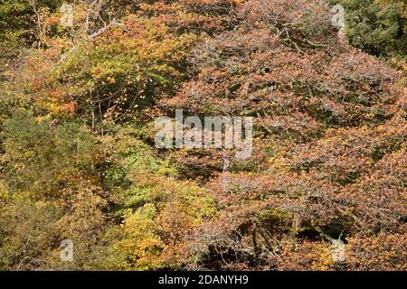 Herbstseeszene, gefallene Äste am Ufer des Lake Vyrnwy, Wales Stockfoto