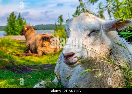 Nahaufnahme von niedlichen Schafen im grünen Feld entspannend an sonnigen Tag. Lämmer liegen auf der Wiese. Viehzucht. Land, Land, Ackerland, Weide. Herdenzucht Sommer Stockfoto