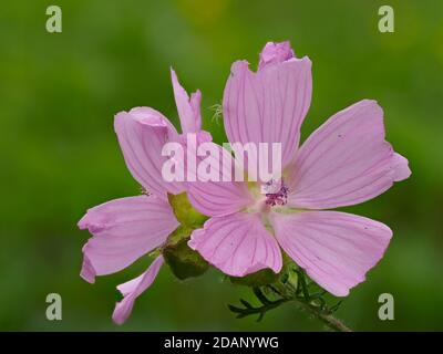 Moschusmalve (Malva moschata) blüht in Wildblumenwiese, die Lärchen, Kent Wildlife Trust, UK, gestapeltes Fokusbild Stockfoto