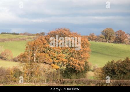 Ländliche Shropshire Landschaft unter einem grauen Herbsthimmel Stockfoto