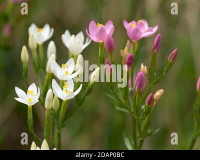 Zentaury (Centaurium erythraea), die Lärchen, Kent Wildlife Trust, Großbritannien Stockfoto