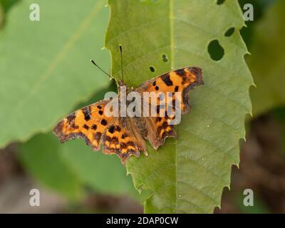 Comma Butterfly (Polygonia c-Album), The Larches, Kent Wildlife Trust, UK Stockfoto