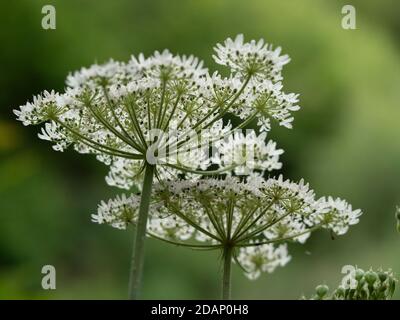 Kuhsilie (Anthriscus sylvestris) Blume Dolde, die Lärchen, Kent Wildlife Trust, Großbritannien Stockfoto