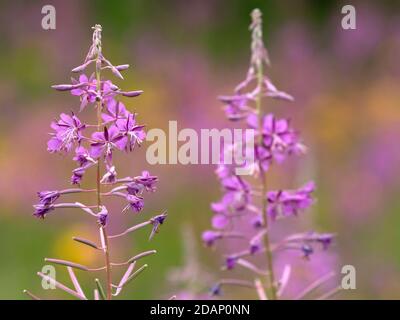 Rosebay Weidenkräuter (Chamerion angustifolium), die Lärchen, Kent Wildlife Trust, Großbritannien Stockfoto