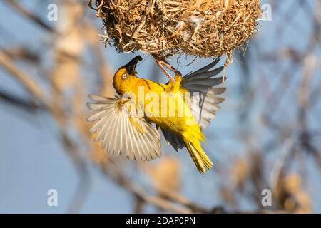 Cape Weavers (Ploceus capensis), erwachsenes Männchen am Eingang des Nestes, Western Cape, Südafrika Stockfoto