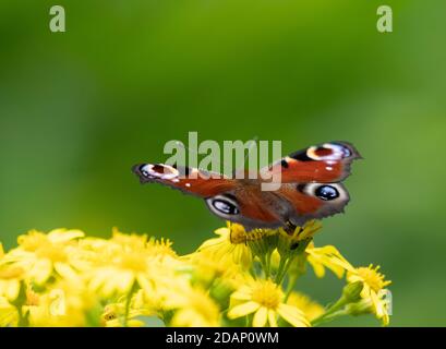 Pfauenschmetterling (Inachis io) auf Ragwort (Senecio jacobaea), die Lärchen, Kent Wildlife Trust, Großbritannien Stockfoto