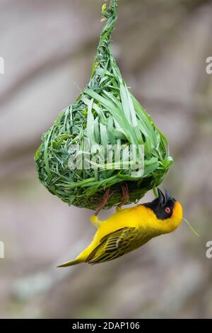 Südlicher maskierter Weber (Ploceus velatus), erwachsenes Männchen, das sein Nest baut, Mpumalanga, Südafrika Stockfoto