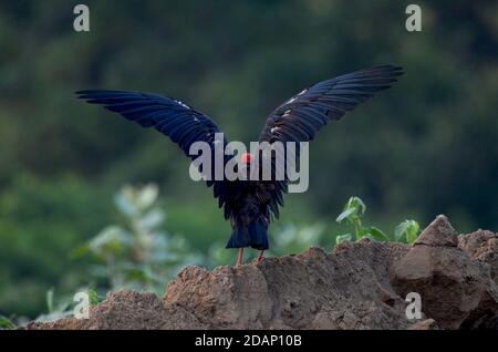 Rotnapp-Ibis, Noida, Indien - 6. September 2019: Nahaufnahme eines Rotnapp-Ibis, bereit für den nächsten Flug in Noida, Uttar Pradesh, Indien. Stockfoto