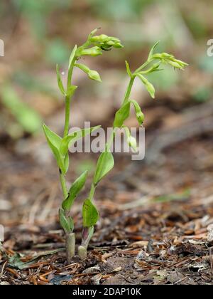 Grün-blühende Helleborine (Epipactis phyllanthes), Roadside Nature Reserve in der Nähe von Eynsford, Lullingstone Country Park, Kent UK Stockfoto