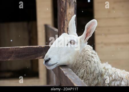 Nahaufnahme der Grenze Leicester Ewe in einem Zoo Stockfoto