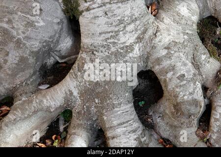Europäische Buchen (Fagus sylvatica), Nahaufnahme des unteren Rumpfes, Kampanien, Italien Stockfoto