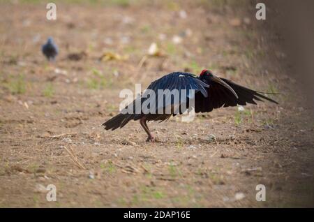 Rotnapter Ibis, Noida, Indien - 22. September 2019: Ein Rotnapter Ibis, der bereit ist, von einem Feld in Noida, Uttar Pradesh, Indien, abzuheben. Stockfoto