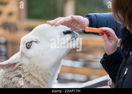 Nahaufnahme der Fütterungsgrenze Leicester Ewe in einem Zoo Stockfoto