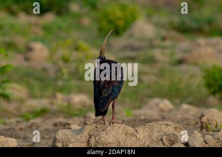 Rotnapter Ibis, Noida, Indien - 8. September 2019: 'Mein Gott lebt dort' ein Baby Rotnapter Ibis schaut in Richtung Himmel in Noida, Uttar Pradesh, Indien. Stockfoto