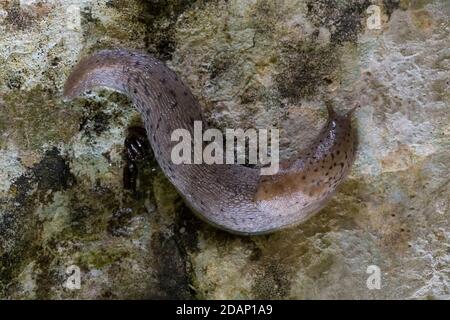 Große graue Schnecke (LiMax maximus), erwachsen auf einem Felsen, Kampanien, Italien Stockfoto