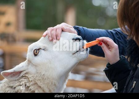 Nahaufnahme der Fütterungsgrenze Leicester Ewe in einem Zoo Stockfoto