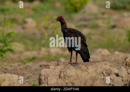 Rotnapter Ibis, Noida, Indien - 8. September 2019: Ein Rotnapter Ibis steht in einem natürlichen grünen Grasfeld in Noida, Uttar Pradesh, Indien. Stockfoto