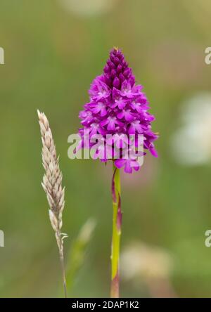 Pyramiden-Orchidee (Anacamptis pyramidalis) Blume, Lullingstone Country Park, Kent Großbritannien Stockfoto