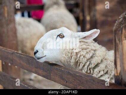 Nahaufnahme der Grenze Leicester Ewe in einem Zoo Stockfoto