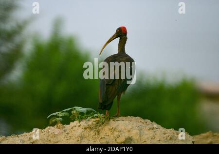 Rotnapter Ibis, Noida, Indien - 3. September 2019: Ein Rotnapter Ibis steht in einem natürlichen grünen Grasfeld in Noida, Uttar Pradesh, Indien. Stockfoto