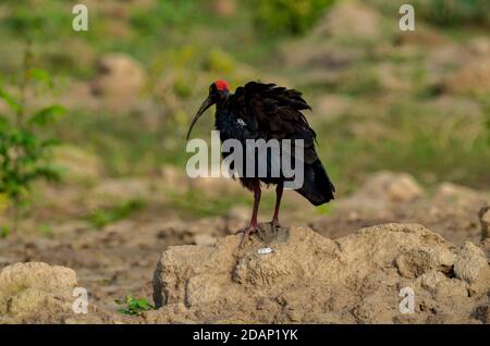 Rotnaped Ibis, Noida, Indien - 8. September 2019: Ein Rotnaped Ibis in einem natürlichen grünen Rasen in Noida, Uttar Pradesh, Indien entspannen. Stockfoto