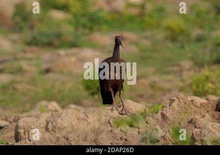 Rotnapter Ibis, Noida, Indien - 8. September 2019: Ein Rotnapter Ibis steht in einem natürlichen grünen Grasfeld in Noida, Uttar Pradesh, Indien. Stockfoto